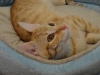 dsc00011