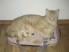 pino