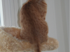 pino
