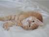 pino_1