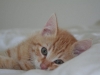 pino_3