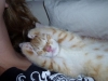 pino_4